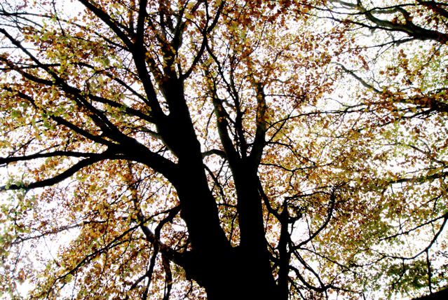 Autumn at Uppark (Beech tree)