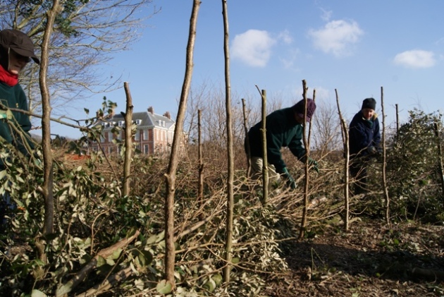 Volunteers Joy, Judy and Liz working on our new section of dead hedge