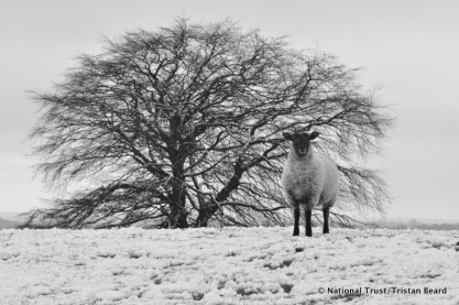 Copper beech and sheep