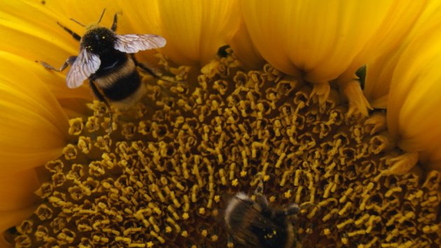Bees on Sunflower 'Giant Single' 2 edit